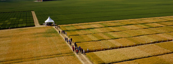 Coopérative Agricole Lorraine